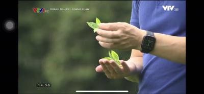 Tuyển chọn búp chè non